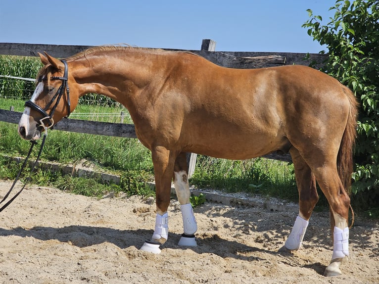 Deutsches Reitpony Wallach 3 Jahre 146 cm Fuchs in Die&#xDF;en am Ammersee