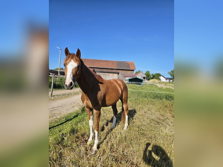 Deutsches Reitpony Wallach 3 Jahre 146 cm Fuchs in Dießen am Ammersee Deutsches Reitpony Wallach 3 Jahre 146 cm Fuchs in Dießen am Ammersee