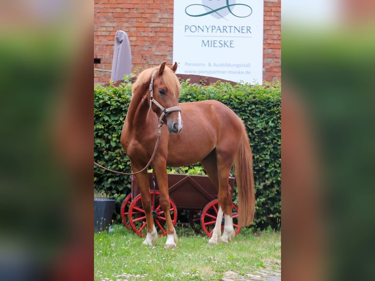 Deutsches Reitpony Wallach 3 Jahre 146 cm Fuchs in Groß Twülpstedt