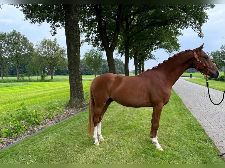 Deutsches Reitpony Wallach 3 Jahre 146 cm Fuchs in Emlichheim