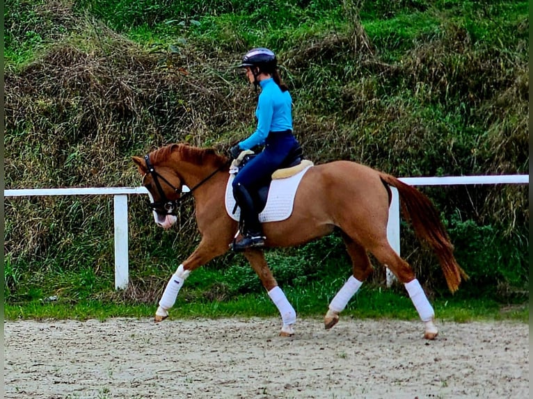 Deutsches Reitpony Wallach 3 Jahre 146 cm Fuchs in Ruppichteroth