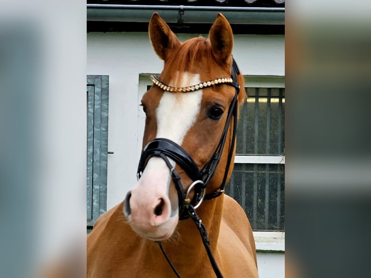 Deutsches Reitpony Wallach 3 Jahre 146 cm Fuchs in Ruppichteroth