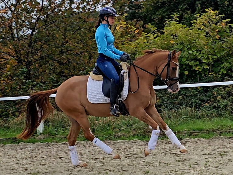 Deutsches Reitpony Wallach 3 Jahre 146 cm Fuchs in Ruppichteroth