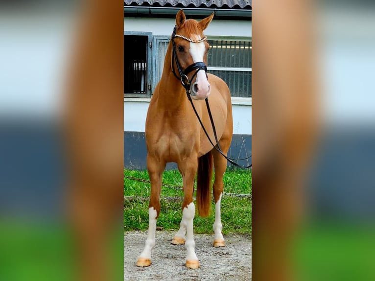 Deutsches Reitpony Wallach 3 Jahre 146 cm Fuchs in Ruppichteroth