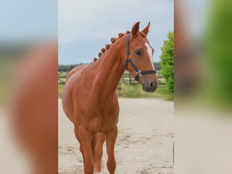 Deutsches Reitpony Wallach 3 Jahre 146 cm Fuchs in T&#xF6;nisvorst