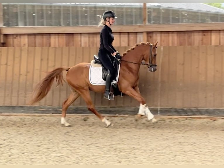 Deutsches Reitpony Wallach 3 Jahre 146 cm Fuchs in T&#xF6;nisvorst