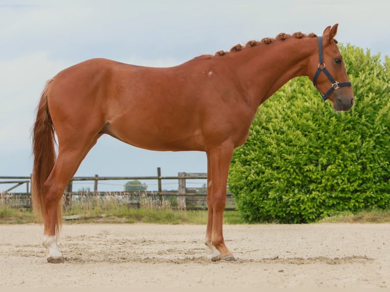 Deutsches Reitpony Wallach 3 Jahre 146 cm Fuchs in T&#xF6;nisvorst