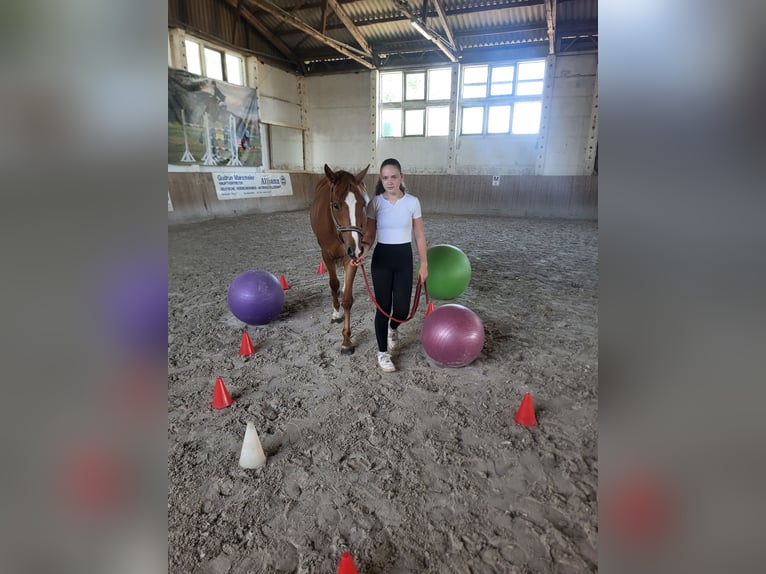 Deutsches Reitpony Wallach 3 Jahre 146 cm Fuchs in Flechtingen