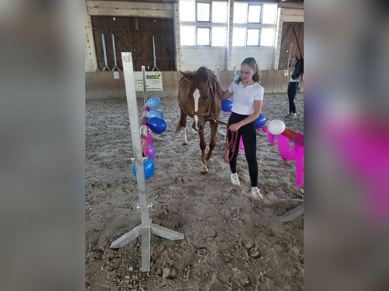 Deutsches Reitpony Wallach 3 Jahre 146 cm Fuchs in Flechtingen