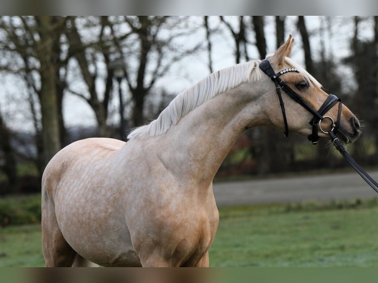 Deutsches Reitpony Wallach 3 Jahre 146 cm Palomino in Rehburg-Loccum