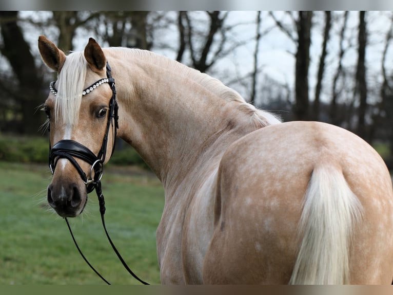 Deutsches Reitpony Wallach 3 Jahre 146 cm Palomino in Rehburg-Loccum