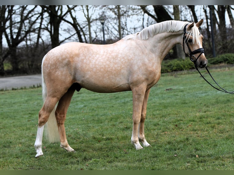Deutsches Reitpony Wallach 3 Jahre 146 cm Palomino in Rehburg-Loccum