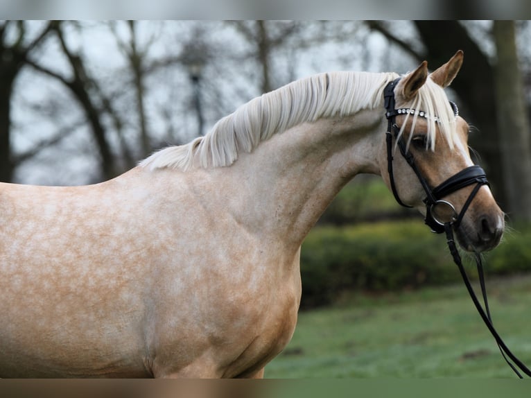 Deutsches Reitpony Wallach 3 Jahre 146 cm Palomino in Rehburg-Loccum