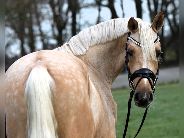 Deutsches Reitpony Wallach 3 Jahre 146 cm Palomino in Rehburg-Loccum