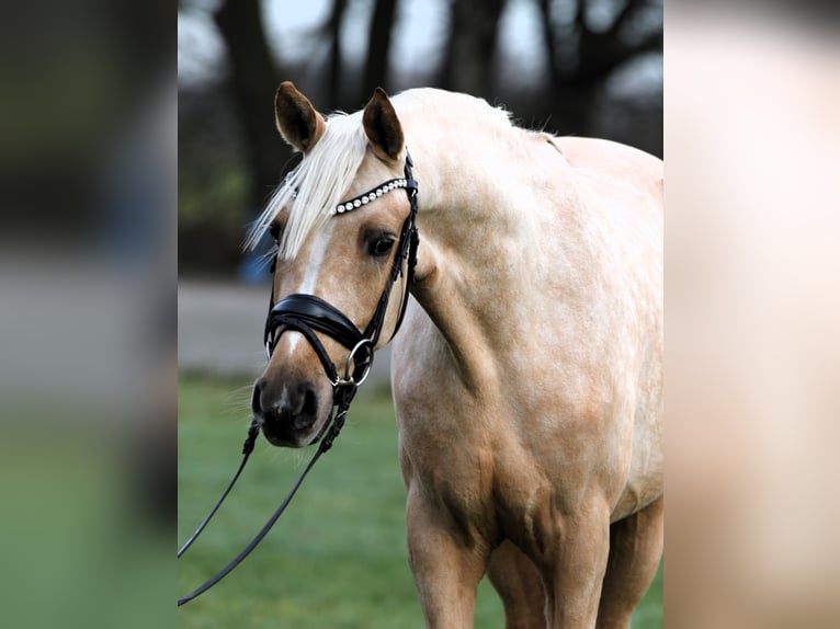 Deutsches Reitpony Wallach 3 Jahre 146 cm Palomino in Rehburg-Loccum