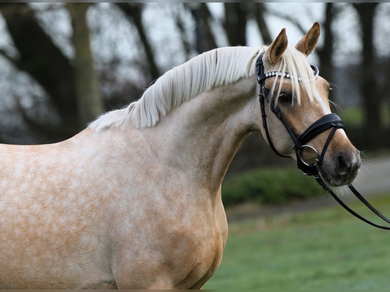 Deutsches Reitpony Wallach 3 Jahre 146 cm Palomino in Rehburg-Loccum