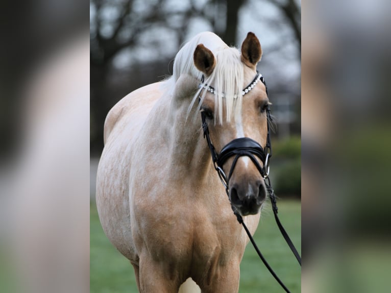 Deutsches Reitpony Wallach 3 Jahre 146 cm Palomino in Rehburg-Loccum