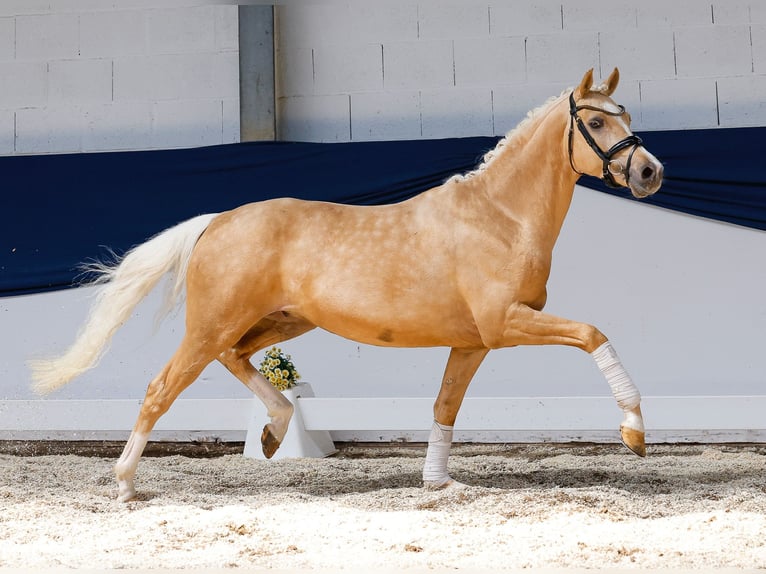 Deutsches Reitpony Wallach 3 Jahre 146 cm Palomino in Marsberg
