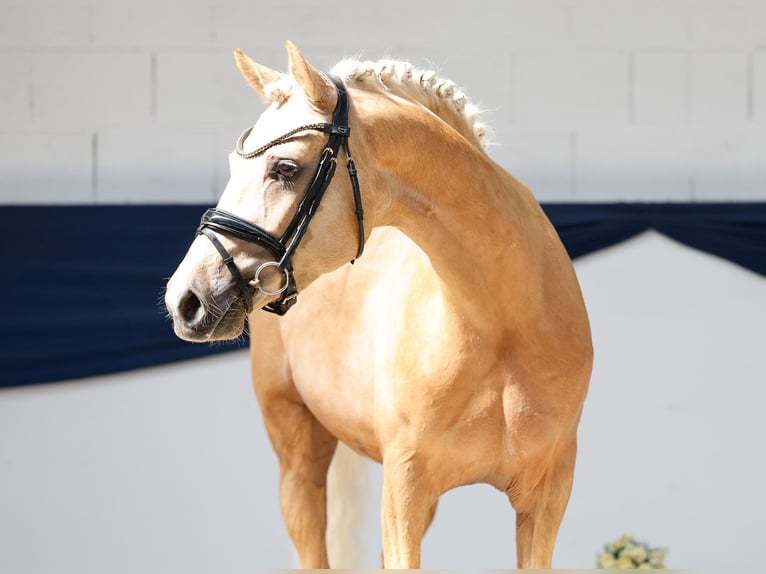 Deutsches Reitpony Wallach 3 Jahre 146 cm Palomino in Marsberg