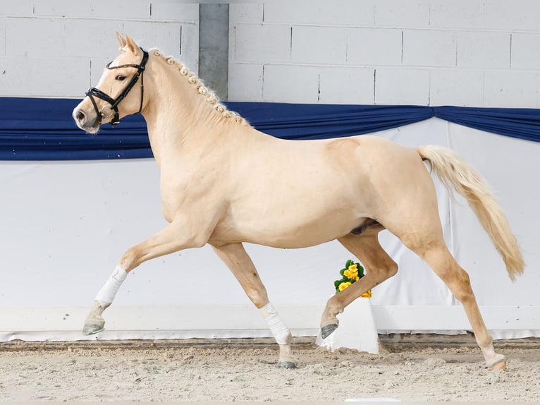 Deutsches Reitpony Wallach 3 Jahre 146 cm Palomino in Marsberg