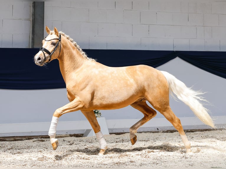 Deutsches Reitpony Wallach 3 Jahre 146 cm Palomino in Marsberg