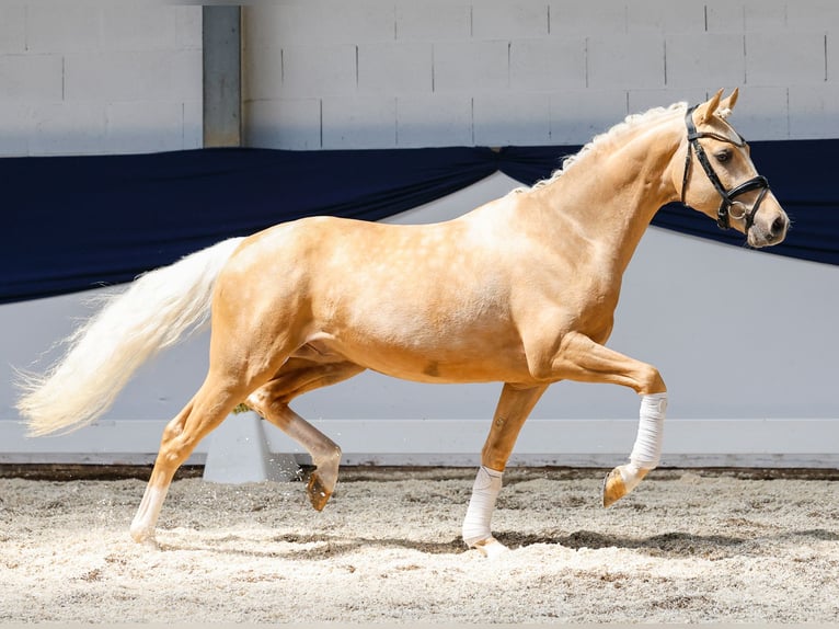 Deutsches Reitpony Wallach 3 Jahre 146 cm Palomino in Marsberg