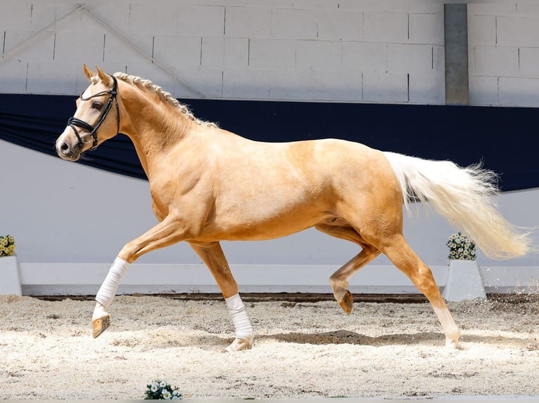 Deutsches Reitpony Wallach 3 Jahre 146 cm Palomino in Marsberg