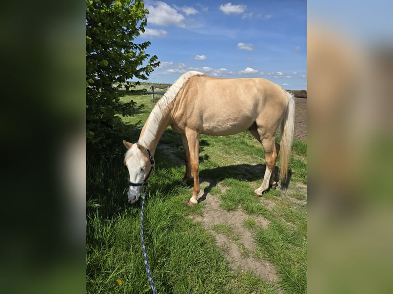 Deutsches Reitpony Mix Wallach 3 Jahre 146 cm Palomino in Hohendodeleben