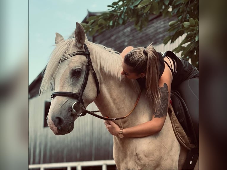 Deutsches Reitpony Wallach 3 Jahre 146 cm Palomino in Tata