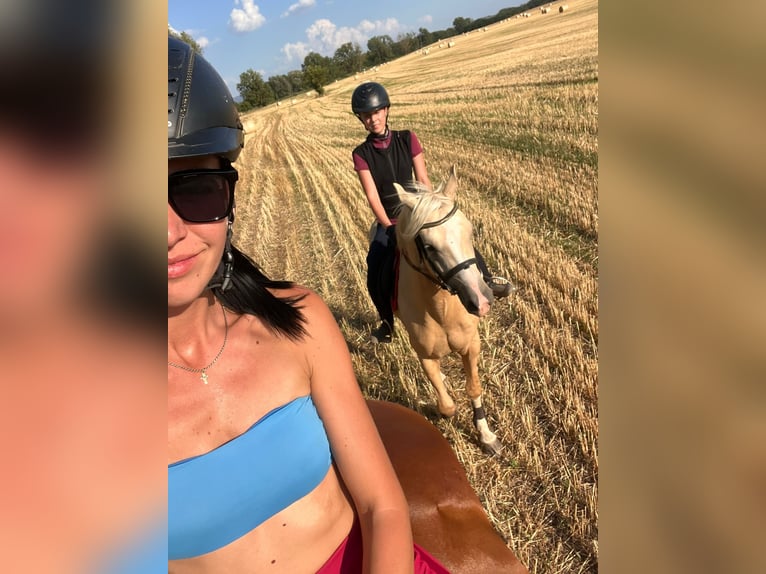 Deutsches Reitpony Wallach 3 Jahre 146 cm Palomino in Tata