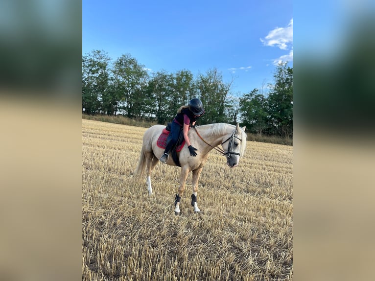 Deutsches Reitpony Wallach 3 Jahre 146 cm Palomino in Tata