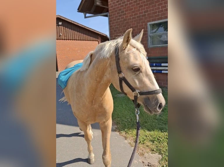 Deutsches Reitpony Wallach 3 Jahre 146 cm Palomino in Herzebrock-Clarholz