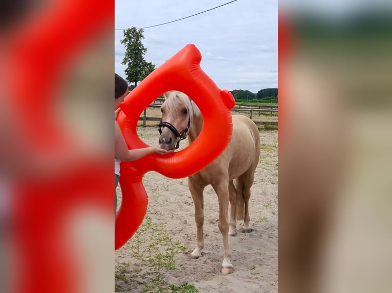 Deutsches Reitpony Wallach 3 Jahre 146 cm Palomino in Herzebrock-Clarholz