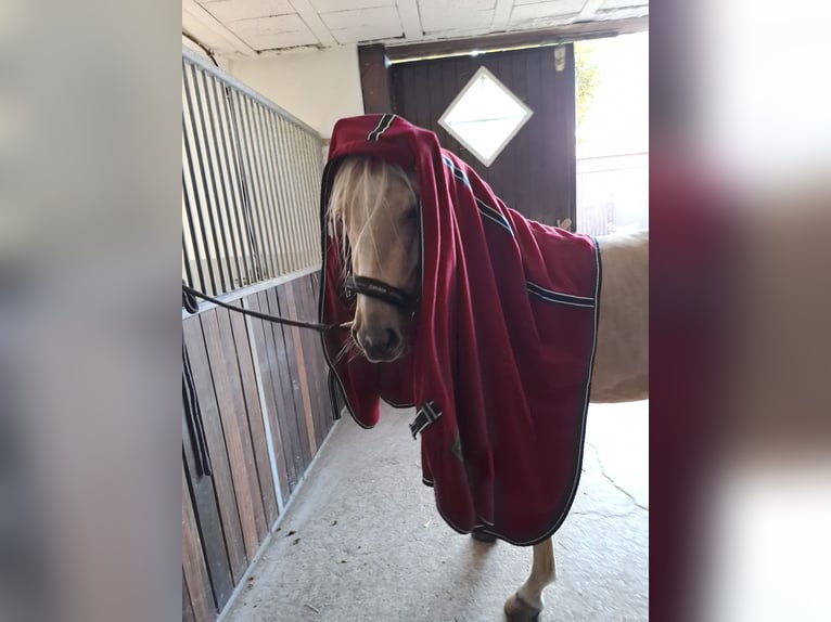 Deutsches Reitpony Wallach 3 Jahre 146 cm Palomino in Herzebrock-Clarholz