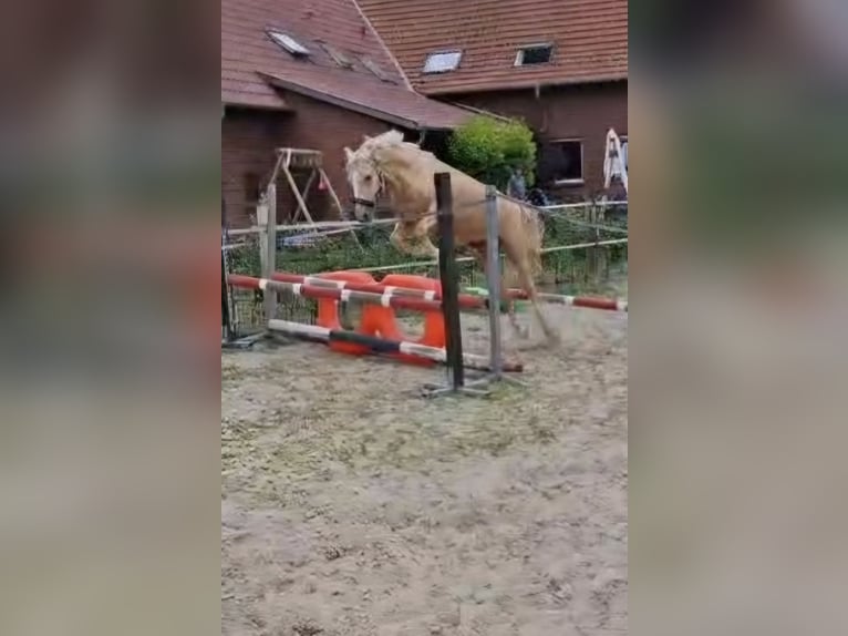 Deutsches Reitpony Wallach 3 Jahre 146 cm Palomino in Herzebrock-Clarholz