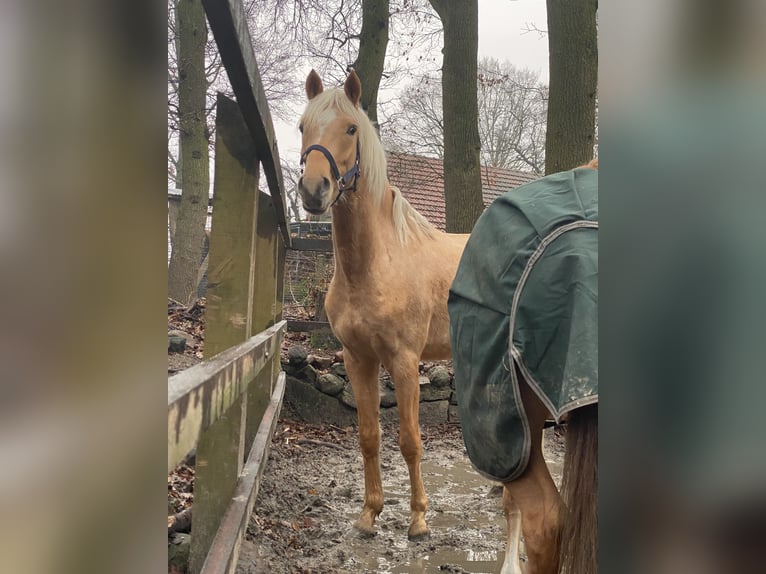 Deutsches Reitpony Wallach 3 Jahre 146 cm Palomino in Lünne