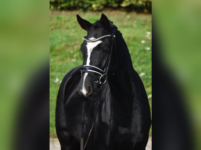 Deutsches Reitpony Wallach 3 Jahre 146 cm Rappe in F&#xFC;rstenau