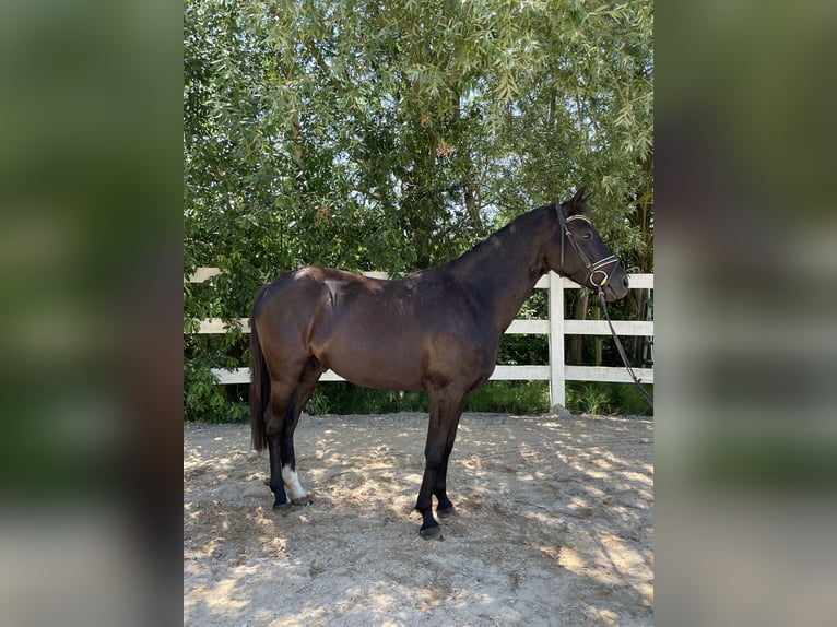 Deutsches Reitpony Wallach 3 Jahre 146 cm Rappe in Loiching