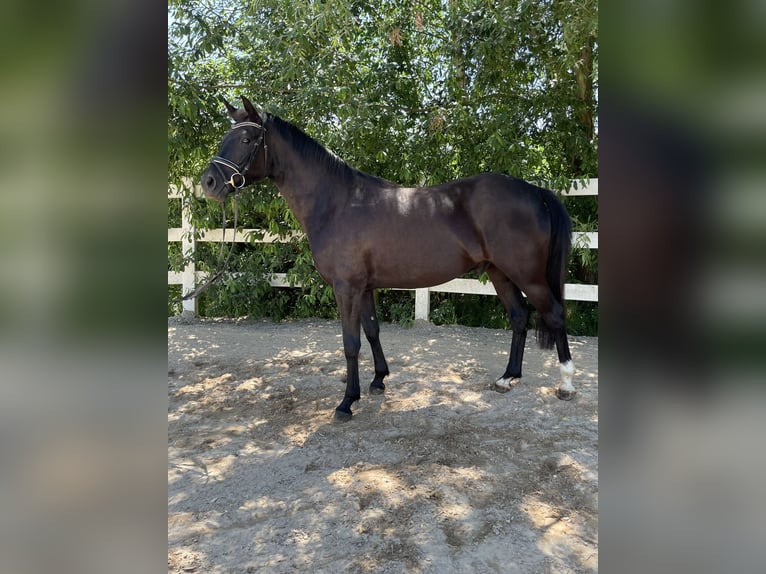 Deutsches Reitpony Wallach 3 Jahre 146 cm Rappe in Loiching