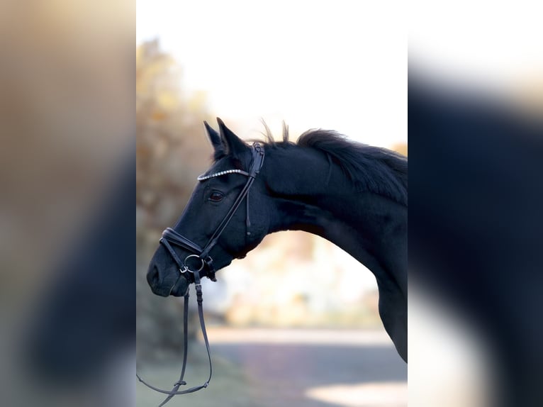 Deutsches Reitpony Wallach 3 Jahre 146 cm Rappe in Rackwitz