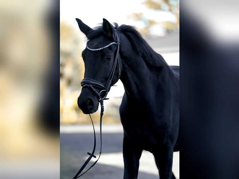 Deutsches Reitpony Wallach 3 Jahre 146 cm Rappe in Rackwitz