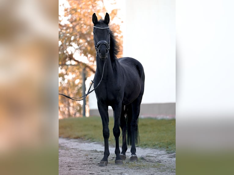 Deutsches Reitpony Wallach 3 Jahre 146 cm Rappe in Rackwitz