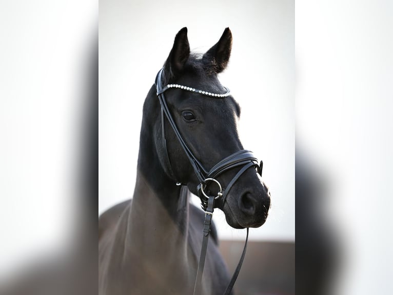 Deutsches Reitpony Wallach 3 Jahre 146 cm Rappe in Rackwitz