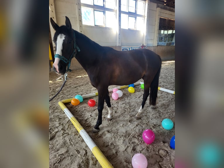 Deutsches Reitpony Wallach 3 Jahre 146 cm Rappe in Flechtingen