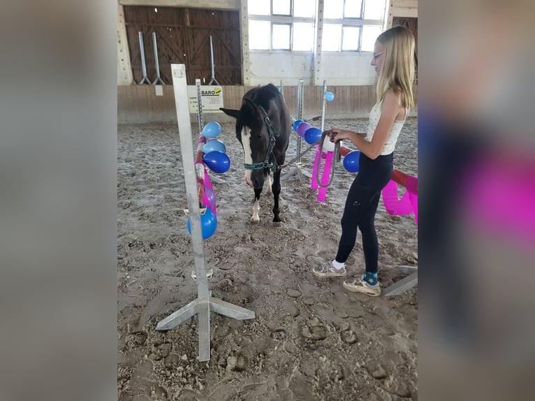 Deutsches Reitpony Wallach 3 Jahre 146 cm Rappe in Flechtingen