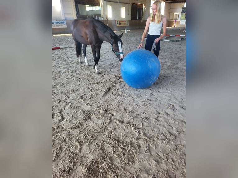 Deutsches Reitpony Wallach 3 Jahre 146 cm Rappe in Flechtingen
