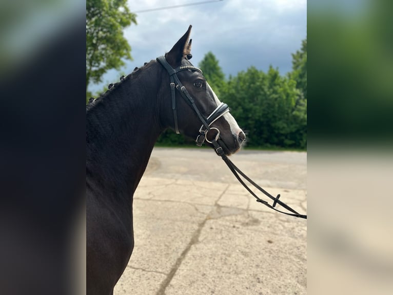 Deutsches Reitpony Wallach 3 Jahre 146 cm Rappe in Flechtingen