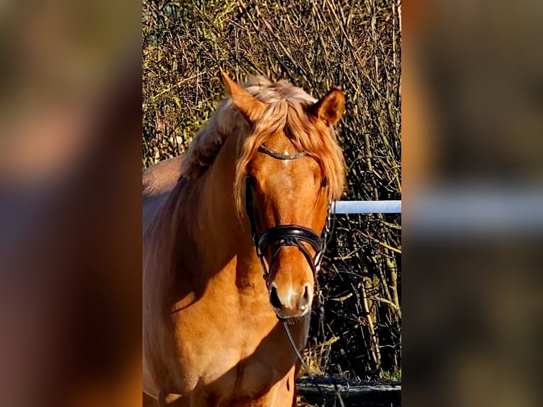 Deutsches Reitpony Wallach 3 Jahre 146 cm Red Dun in Ruppichteroth
