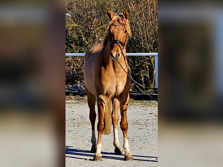 Deutsches Reitpony Wallach 3 Jahre 146 cm Red Dun in Ruppichteroth