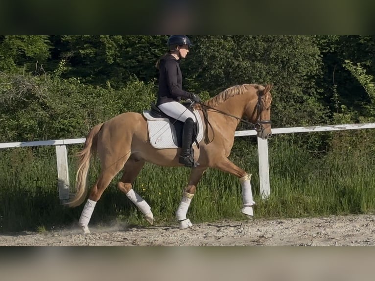 Deutsches Reitpony Wallach 3 Jahre 146 cm Red Dun in Ruppichteroth